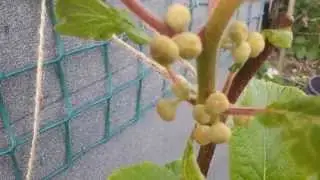 Hungry Gap Hatvest from Polytunnel!