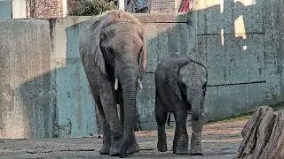Elefantenkuh Pori & Family 🐘#zoohalle #elefant #elefantenalltag