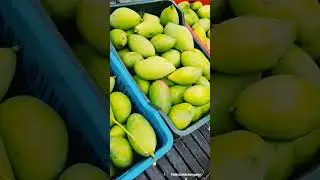 Mango mela happening at ISKCONHBR Bangalore on 31st may & 1st June!!!