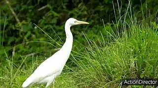 Masteran gacor untuk pikat burung bangau putih sawah suara pancingan | kicau suara burung