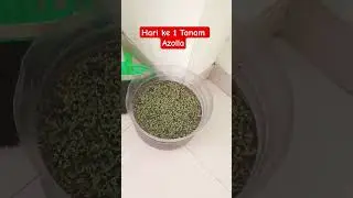 Hari ke 1 Tanam Azolla