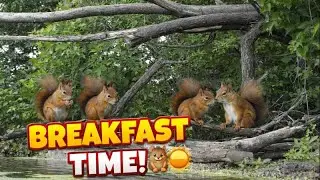 Squirrel Breakfast at the Bird Bath 🐿️💧 | Relaxing Wildlife Morning
