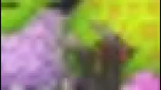 ASSENTO COISO