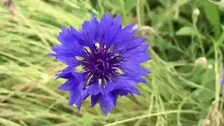 Centaurea Montana Flowers Blooming In Garden #gardening #centaurea #montana #flowers
