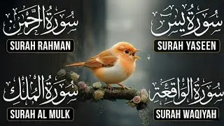Peaceful & Heart-Lifting Quran Recitation | Surah Yaseen &bull; Surah Rahman &bull; Surah Waqiah &bull; Surah Mulk