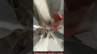 Rubber plant is the best air purifier and more health benefits.