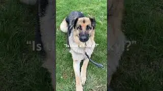 I had this happen while working Delilah! She is a purebred German shepherd!💜