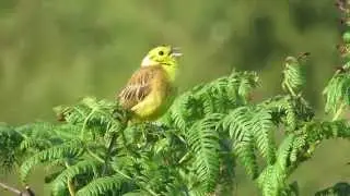 Yellowhammer singing
