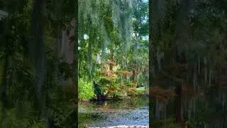 The Timeless Beauty of Louisiana&rsquo;s Cypress Trees 🌿✨#louisianalife