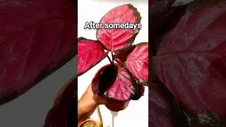 calathea roseopicta #plant #garden #houseplants #indoorplants #calathea #calatheaplant #loveplants