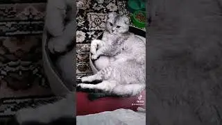 Мія новинка #cat #cat #коледнамузика # #котики #новамузика #сваты6 #котик