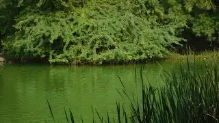 Water Ripples On Old Fort Lake, Delhi.