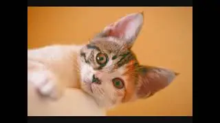Enjoy cute animal and happy music track / Copyright free music / Happy music / Relaxing Music