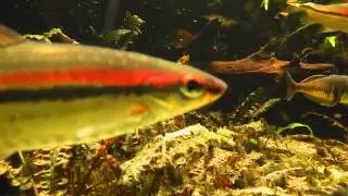 Zoo Osnabr&uuml;ck Tetra Aquarium Asien Australienbecken