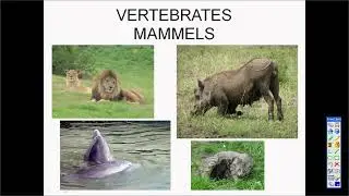 Grade 7 Ns Term 1 2021 Vertebrates Part 2