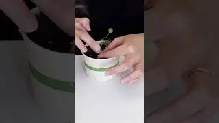 Angel hair propagation: Grow your own beautiful plants! 🌱 #angelhair #propagation #plants