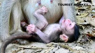 Fresh newborn monkey can't find milk, Pity newborn monkey, Newborn monkey need milk urgent
