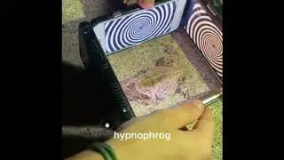 Hypnofrog