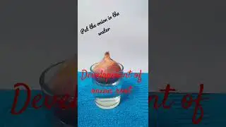 development of onion root #science #creative#viral#dr Durga Shanker
