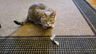 Meowface attacks