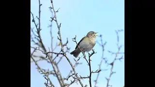 Willow Warbler Vs Chiffchaff