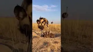 The Wrong Chicks to Target &ndash; Ostrich Strikes Back #animals #animalchallenge #animallife