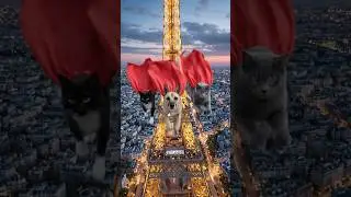 Eiffel Tower, Paris, #cats #dogs #funny #pets