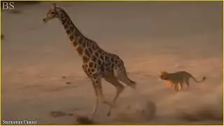 Amazing moments when prey escapes predators