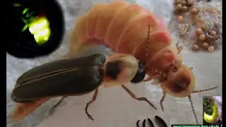 Wie man Leuchtkäfer hält und nachzüchtet | Lampyris sardiniae