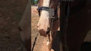 Some Tennessee Walking Horses  Trip - Gaited Horse Training