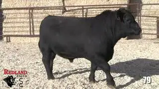 Redland Angus Lot 79