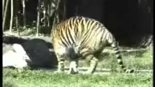 Elefante y tigre con transicones