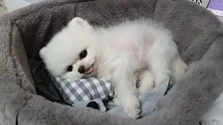 탱크인 척 하는 강아지 ASMR