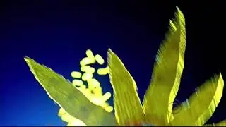 Survivor Pre Jurors Intro