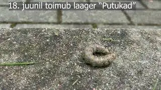 Eesti loodusmuuseumi l&uuml;hilaager 