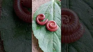 Red millipedes beautiful #millipede #insects #animals #shorts