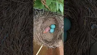 American Robin Baby 🐥 🪺 Blue Eggs
