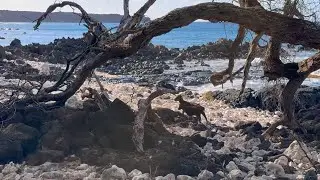 Feral Goats at Lava Fields Beach, Hiking Hoapili Trail, La Perouse Bay Walk, Wild Goasts Grazing