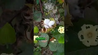 Gossypium species Cotton plant  capas Pharmacognosy medicinal plants #music