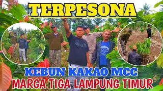 KUNJUNGAN PETANI  WAYKANAN  DI PERKEBUNAN KAKAO MCC DI LAMPUNG TIMUR|COCOA MCC KLON 02