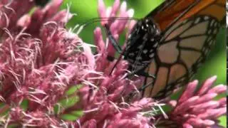 monarch butterfly feeding