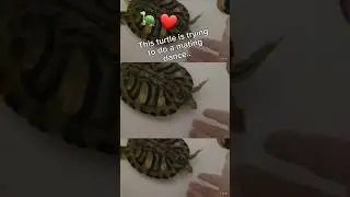 💕🐢 Черепаха исполняет брачный танец..