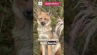 🦊 Is This a Wolf or a Fox? Meet the Culpeo! #Shorts #Shorts #YoutubeShorts #factsin60s2m4