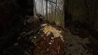 Wide angle slowmo bird feeding #forest #nature #birds #jay #nuthatch #willowtit #tit