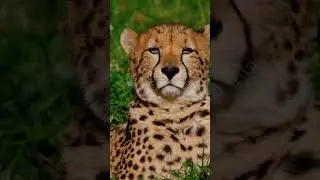 FACTS ABOUT CHEETAH full video on my channel #naturefacts #animals #cat #cheetah