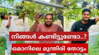 Al Alia village , Al Awabi, Al Batinah South / ഒമാനിലെ മുന്തിരി തോട്ടം / ഒമാൻ മലയാളം വീഡിയോസ്