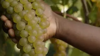 Pennsylvania Wine School: Vidal Blanc
