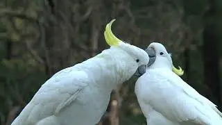 Big white birds caressing each other