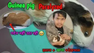 My guinea pig got Paralysed - treatment Vlog