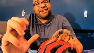 Animal Ambassador, эпизод 1: Аризонский блондин-тарантул